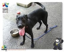 Photo of No. 106081205, Adult · Female · Medium · Mixed breed