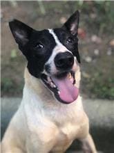 Photo of No. 106091106, Young · Male · Small · Mixed breed