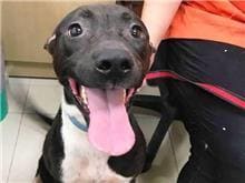 Photo of No. 106091806, Adult · Female · Medium · Mixed breed