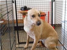 Photo of No. CAAAG1091210003, Adult · Female · Medium · Mixed breed