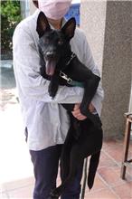Photo of No. 1100704, Female · Large · Mixed breed