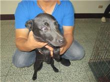 Black adult female mixed-breed dog, Small, shelter no. …8006