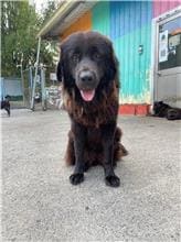 Photo of No. MAAAG1111005016, Adult · Female · Large · English Mastiff