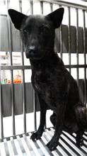 Photo of No. AAAIG1080408003, Adult · Female · Medium · Mixed breed