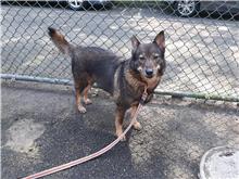 Brown-and-black adult female mixed-breed dog, Medium, shelter no. …2805