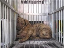 Photo of No. CAAAG1060515008, Male · Medium · Mixed breed