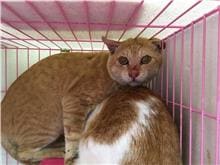 Orange tabby adult male mixed-breed cat, Medium, shelter no. …1510