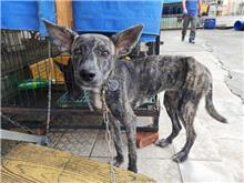 Photo of No. HAAAG1071127559, Young · Female · Small · Mixed breed