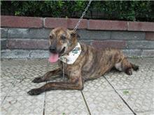 Photo of No. HAAAG1041120135, Adult · Male · Medium · Mixed breed
