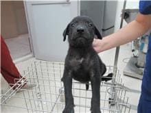Photo of No. RAAAG1090723006, Adult · Female · Small · Mixed breed