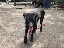 Black young male mixed-breed dog, Small, shelter no. …2506