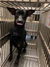 Photo of No. CAAAG1090930005, Adult · Female · Medium · Mixed breed