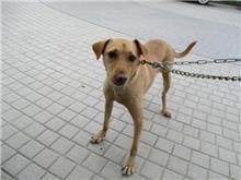 Tan adult male mixed-breed dog, Medium, shelter no. …2009