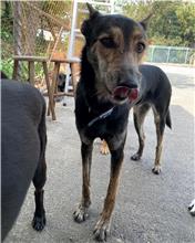 Black-and-tan adult male mixed-breed dog, Medium, shelter no. …2015