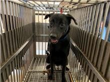 Photo of No. CAAAG1100507006, Adult · Male · Medium · Mixed breed