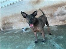 Photo of No. MAAAG1090623001, Adult · Male · Medium · Mixed breed
