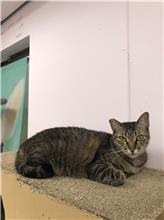 Photo of No. AAAIG1080508003, Female · Small · Mixed breed
