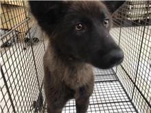 Photo of No. 1100521D01, Young · Male · Medium · Mixed breed