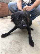 Photo of No. 1091019D01, Young · Female · Small · Mixed breed