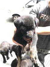 Photo of No. DAAAG1090925002, Young · Male · Small · Mixed breed