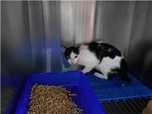 Photo of No. CAAAG1090828017, Adult · Female · Medium · Mixed breed