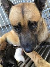 Photo of No. PAAAG1110527043, Adult · Female · Large · Mixed breed