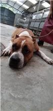 Photo of No. AAACG1091106001, Adult · Female · Large · American Pit Bull Terrier