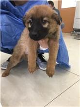Photo of No. 1090205D05, Young · Male · Small · Mixed breed