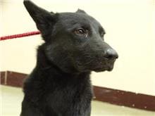 Photo of No. 106110910, Adult · Male · Medium · Mixed breed
