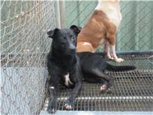Photo of No. RAAAG1060502001, Adult · Female · Small · Mixed breed