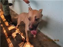 Photo of No. CAAAG1110909001, Adult · Female · Medium · Mixed breed