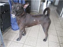 Photo of No. HAAAG1070829659, Male · Medium · Mixed breed