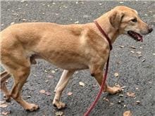 Photo of No. 105022107, Adult · Male · Medium · Mixed breed