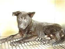 Photo of No. 106112807, Young · Male · Small · Mixed breed