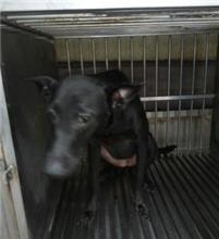 Photo of No. AAAHG105110206, Adult · Female · Medium · Mixed breed