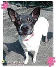 Black-and-white adult male mixed-breed dog, Medium, shelter no. …1104