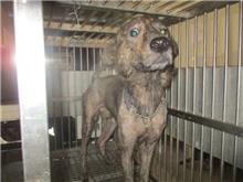 Photo of No. CAAAG1080725010, Adult · Male · Medium · Mixed breed