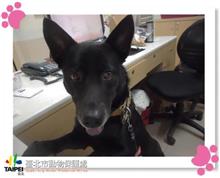 Photo of No. 107022701, Adult · Male · Medium · Mixed breed