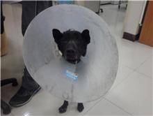 Photo of No. 107030906, Adult · Male · Medium · Mixed breed