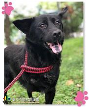 Black adult male mixed-breed dog, Medium, shelter no. …1404