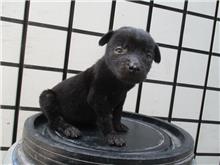 Photo of No. HAAAG1070601585, Adult · Female · Medium · Mixed breed