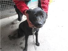Photo of No. CAAAG1060307005, Male · Medium · Mixed breed