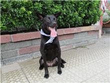 Photo of No. HAAAG1050711537, Adult · Female · Medium · Mixed breed