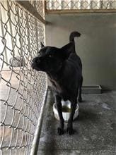 Photo of No. 1070222D01, Female · Medium · Mixed breed