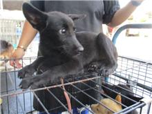 Photo of No. HAAAG1051230079, Female · Medium · Mixed breed