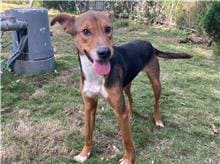 Photo of No. RAAAG1100319003, Young · Male · Small · Mixed breed