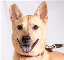 Photo of No. 107043007, Adult · Female · Medium · Mixed breed