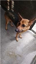 Photo of No. AAAHG1080924003, Adult · Female · Medium · Mixed breed