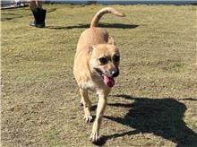 Photo of No. RAAAG1081030001, Adult · Female · Medium · Mixed breed