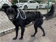 Photo of No. 110010703, Adult · Male · Medium · Mixed breed